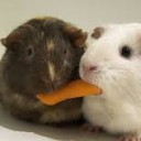 สมาชิกหมายเลข 962394