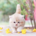 สมาชิกหมายเลข 1667810