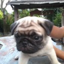 สมาชิกหมายเลข 962732