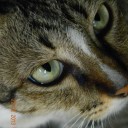 สมาชิกหมายเลข 1071132