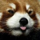 ฮัสกี้สีชมพู