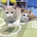 สมาชิกหมายเลข 2593670