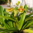 สมาชิกหมายเลข 2203278