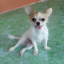 สมาชิกหมายเลข 2203337