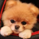 สมาชิกหมายเลข 1752720