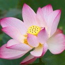 สมาชิกหมายเลข 1334120