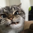 สมาชิกหมายเลข 2494239