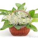 อิสวารายา