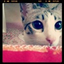 ปีมะแมว