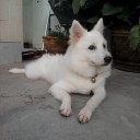 ข้าคืิอเมาคลีีขี่ลูกช้าง