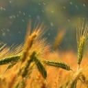 สมาชิกหมายเลข 2145509