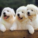 สมาชิกหมายเลข 1367389