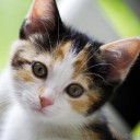 สมาชิกหมายเลข 1692539