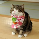 สมาชิกหมายเลข 2204627