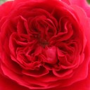 *แอ๊ปเปิ้ล รสพีช*