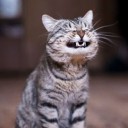 ตุ๊กตาแมว