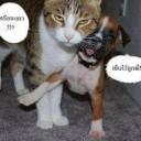 สมาชิกหมายเลข 1339277