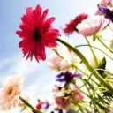 สมาชิกหมายเลข 1360825