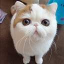 ติ่งกระดิ่งแมว