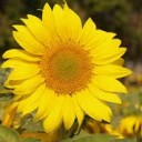 สมาชิกหมายเลข 736750