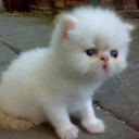 สมาชิกหมายเลข 1363859