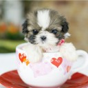 สมาชิกหมายเลข 2206446