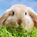 ป.ปลาทอง