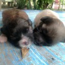 สมาชิกหมายเลข 931751