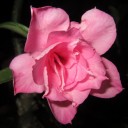 หวานจุย