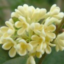 สมาชิกหมายเลข 925556