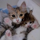 สมาชิกหมายเลข 1796436