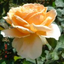 ตาหน่อง