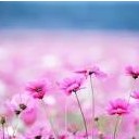 เจ้าหญิงแห่งมวลดอกไม้