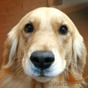 สมาชิกหมายเลข 1371599