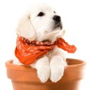 สมาชิกหมายเลข 2081512