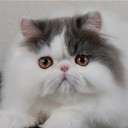 สมาชิกหมายเลข 3010427