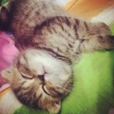 บ้านแมวแสบ