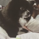 my dog name is frappe