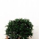 สมาชิกหมายเลข 2209559