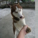 สมาชิกหมายเลข 954104