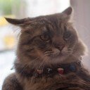 สมาชิกหมายเลข 719577