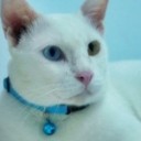 temple cat