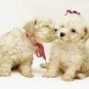 เงาะเมืองนนท์