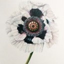 ลัลล้าในสายลม