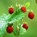 สายลับใต้เงาจันทร์