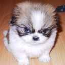 สมาชิกหมายเลข 743924