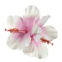 ม่อนขามป้อม