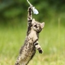 สมาชิกหมายเลข 1040995