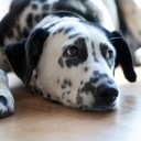 สมาชิกหมายเลข 2045740