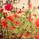 สมาชิกหมายเลข 972535